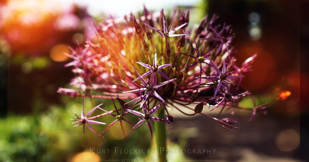 Allium Blume mit bokeh Effekt