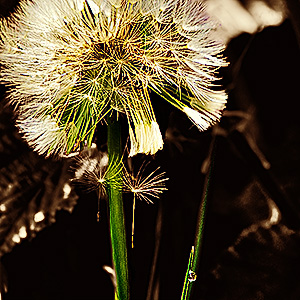 image from Dandelion flowers by kfphotography