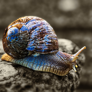 image from Dandelion flowers by kfphotography