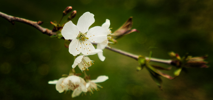 image from cherryblossom by kfphotography