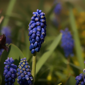 image from grape hyacinth by kfphotography