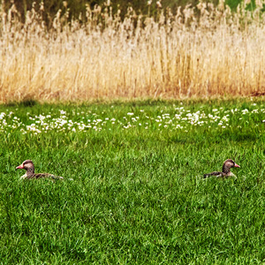 image from  Geese in the grass by kfphotography