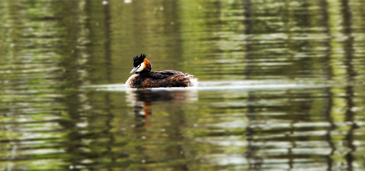 image from great crested grebe by kfphotography
