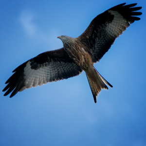 image from red kite by kfphotography