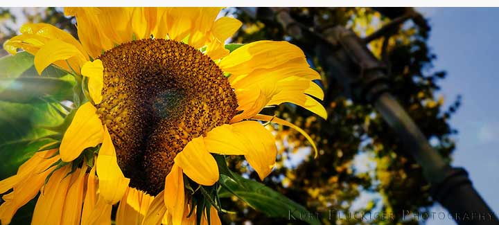 Sonneblume gegen das Sonnenlicht fotografiert